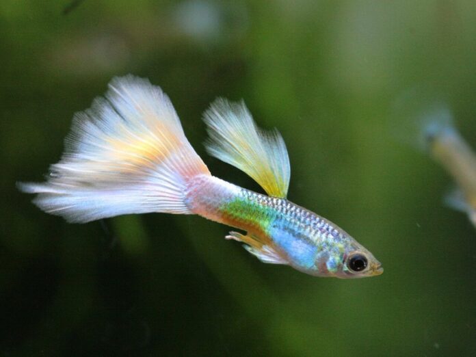 Ikan Hias